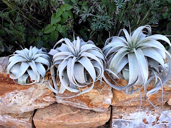 Tillandsia xerographica