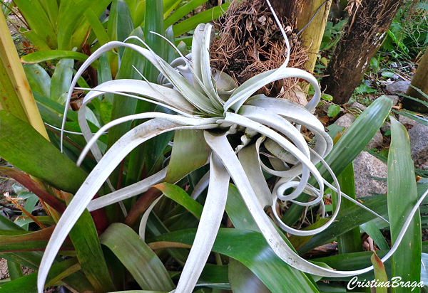 Tillandsia xerographica