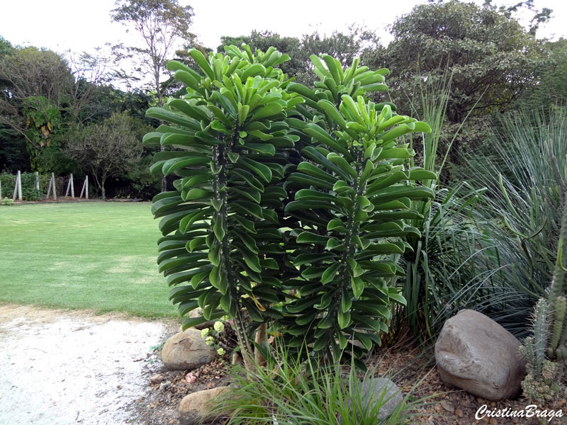 Euphorbia neriifolia