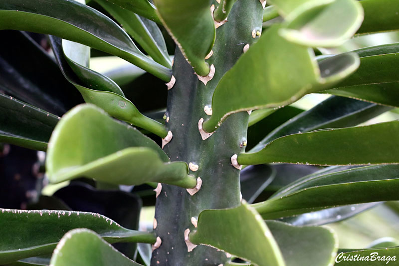 Euphorbia neriifolia