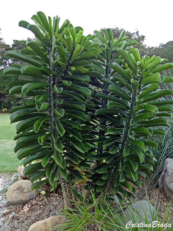 Euphorbia neriifolia