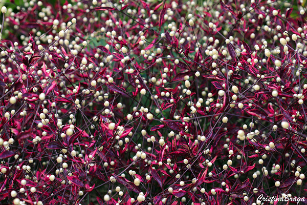 Alternanthera dentata 'Brazilian Red Hot'