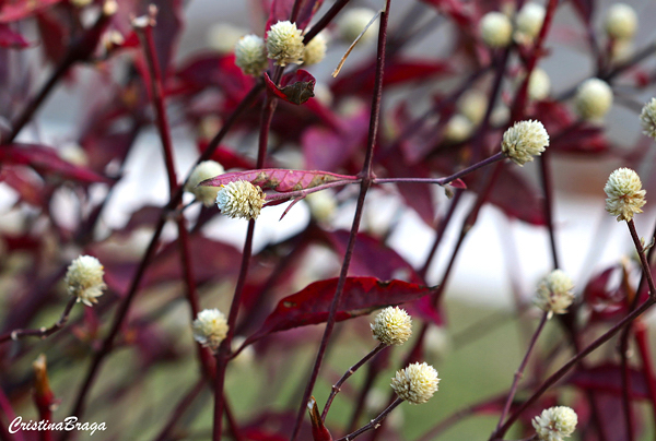 Alternanthera dentata 'Brazilian Red Hot'