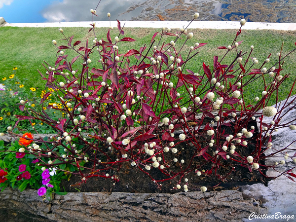 Alternanthera dentata 'Brazilian Red Hot'