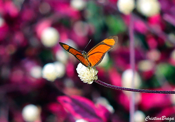 Alternanthera dentata 'Brazilian Red Hot'