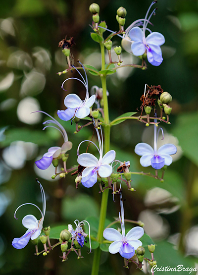 Borboleta azul - Rotheca myricoides Ugandense - Flores e Folhagens