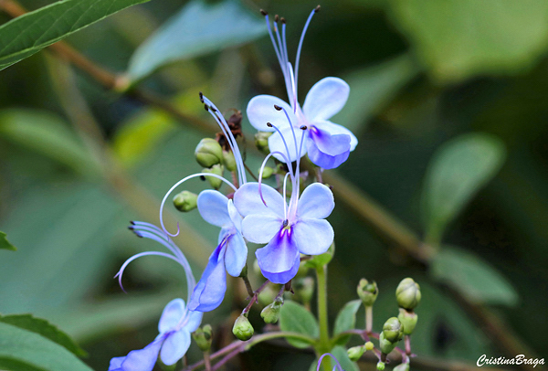 Borboleta azul - Rotheca myricoides Ugandense