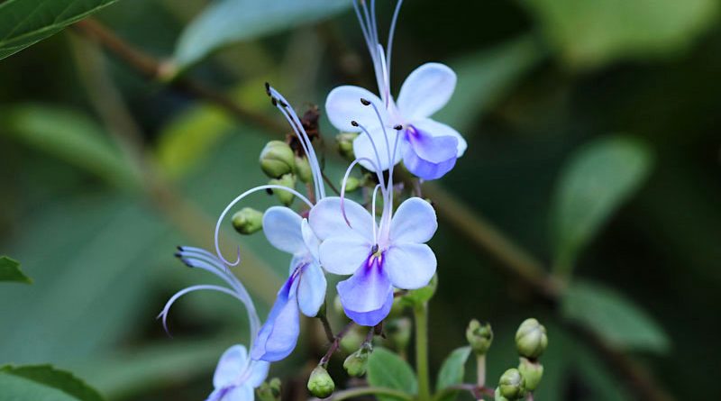 Borboleta azul - Rotheca myricoides Ugandense - Flores e Folhagens