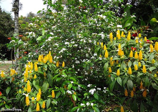 Camarão amarelo - Pachystachys lutea - Flores e Folhagens