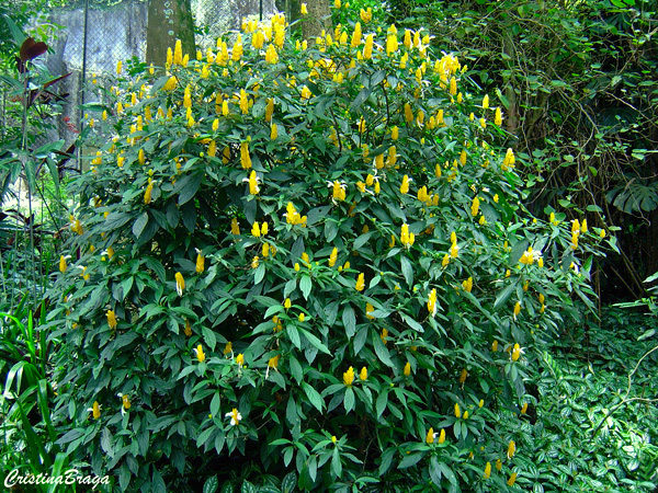 Camarao amarelo - Pachystachys lutea