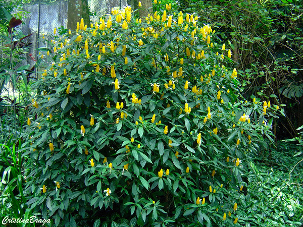 Camarão amarelo - Pachystachys lutea