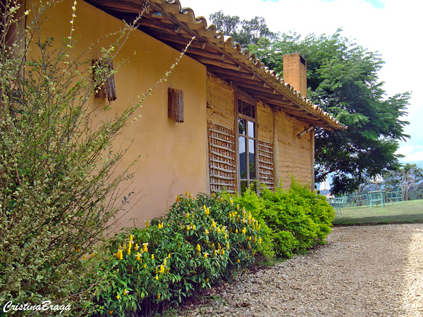 Camarão amarelo - Pachystachys lutea