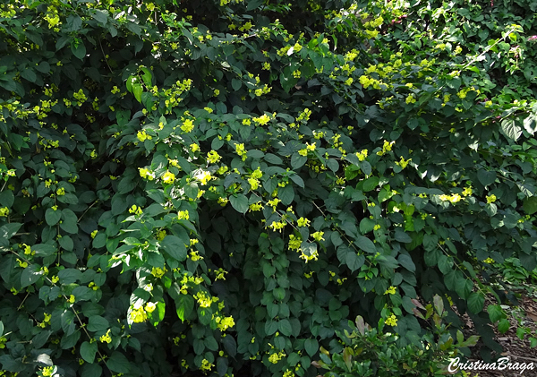 Chapéu Chinês - Holmskioldia sanguinea