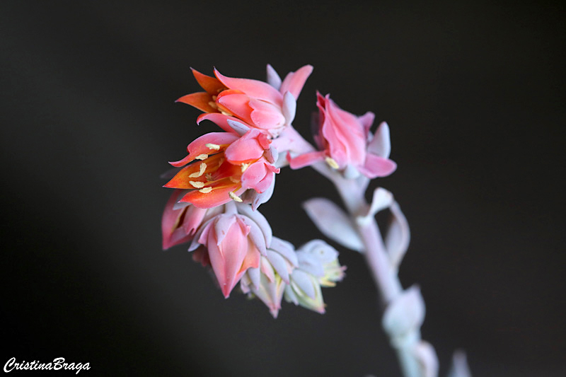 Echeveria runyonii Topsy Turvy