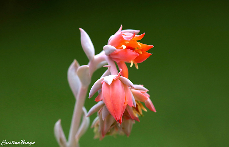 Echeveria runyonii Topsy Turvy