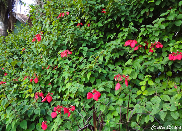 Mussaenda vermelha - Mussaenda erythrophylla