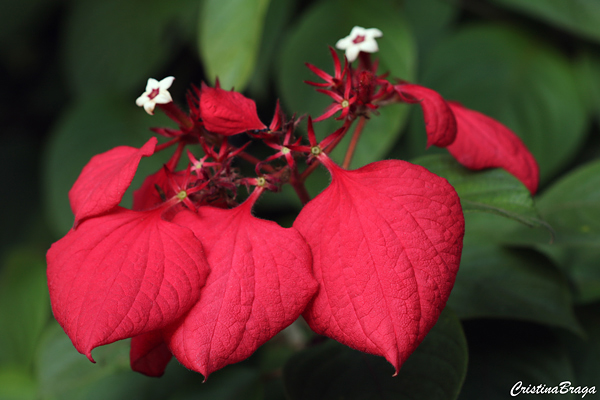 Mussaenda vermelha - Mussaenda erythrophylla