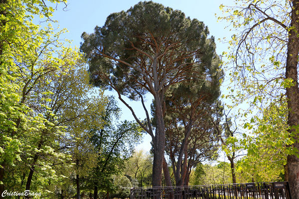 Parque de El Retiro - Madrid