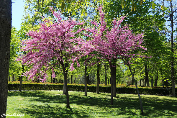 Parque de El Retiro - Madrid