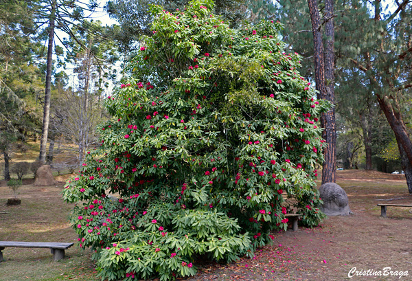 Rododendro – Rhododendron thomsonii