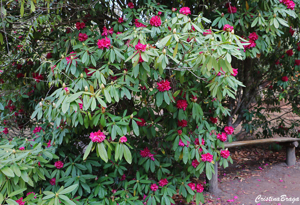 Rododendro – Rhododendron thomsonii