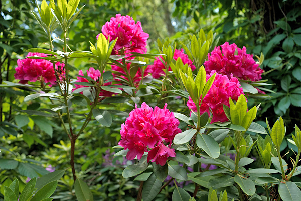 Rododendro – Rhododendron thomsonii - Flores e Folhagens