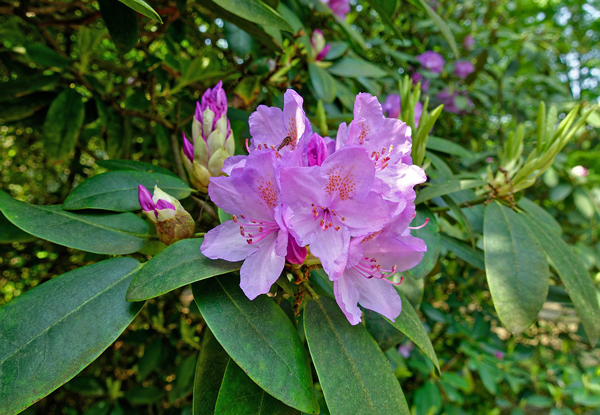 Rododendro – Rhododendron thomsonii