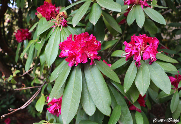Rododendro – Rhododendron thomsonii