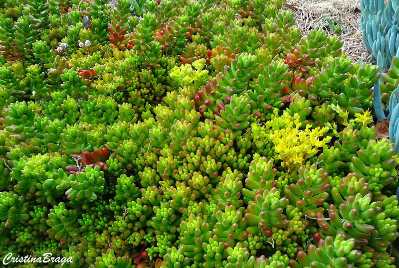 Sedum rubro - Sedum rubrotinctum