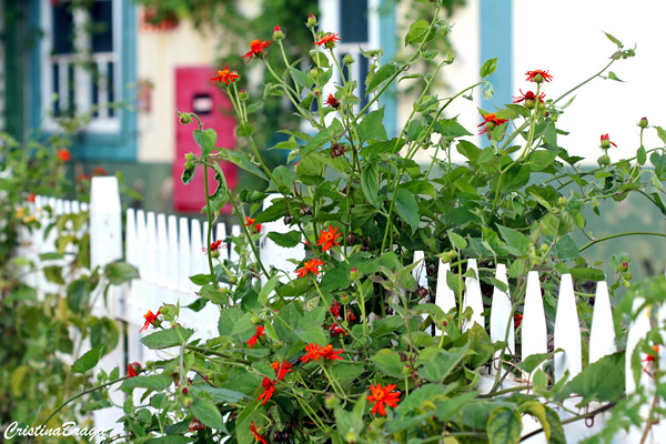 Trepadeira mexicana - Senecio confusus