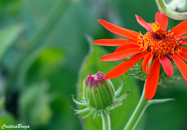 Trepadeira mexicana - Senecio confusus