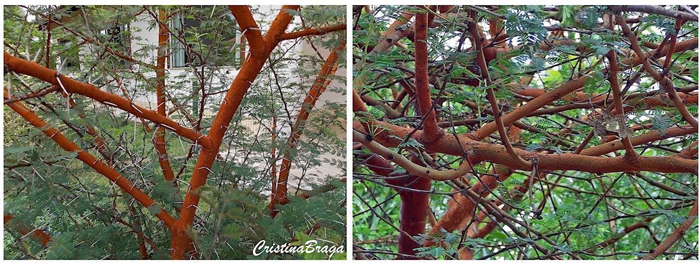 Acácia pompom - Vachellia seyal