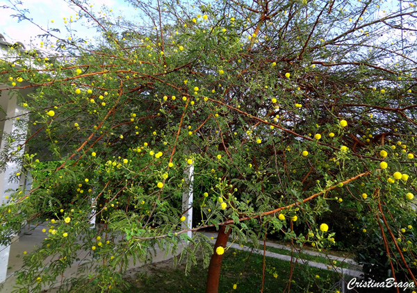 Acácia pompom - Vachellia seyal