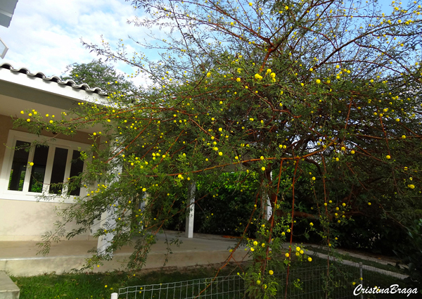 Acácia pompom - Vachellia seyal