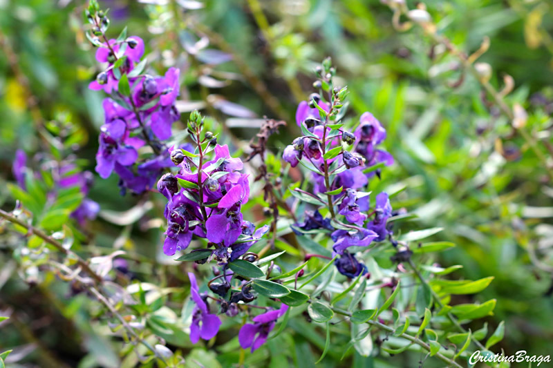 Angelônia - Angelonia angustifolia