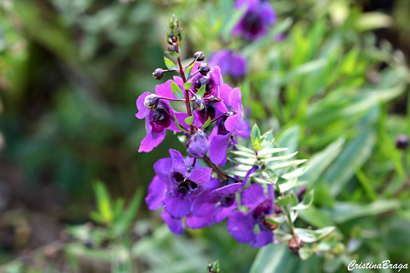 Angelônia - Angelonia angustifolia