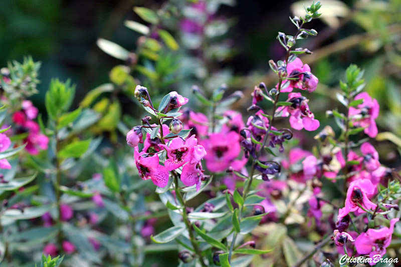 Angelônia - Angelonia angustifolia