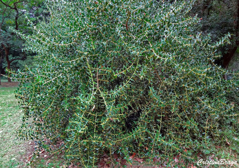 Cancorosa de três pontas - Jodina rhombifolia