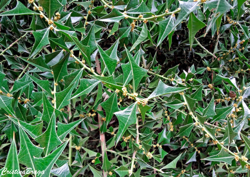 Cancorosa de três pontas - Jodina rhombifolia