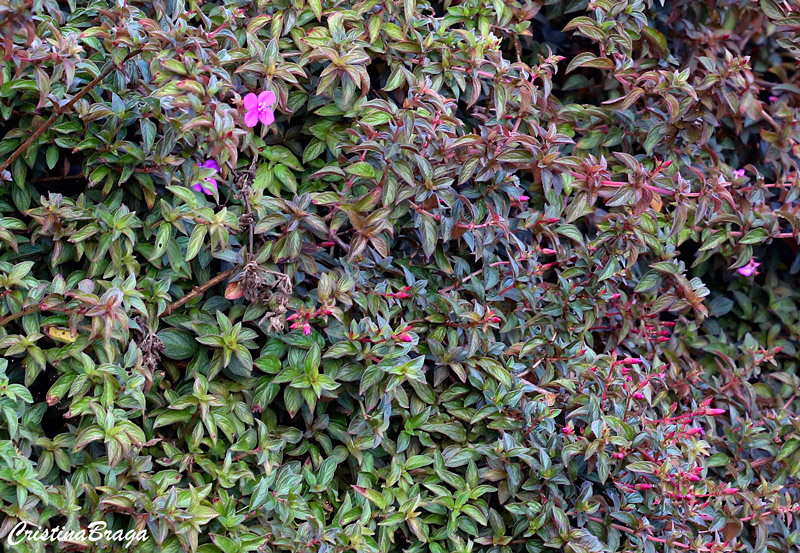 Centradenia - Centradenia spp