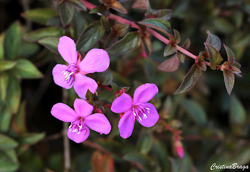 Centradenia - Centradenia spp