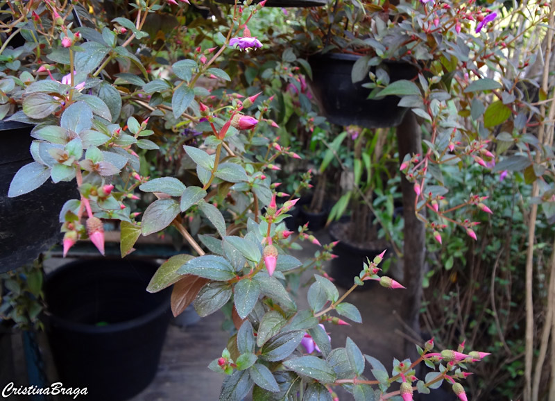 Centradenia floribunda "Spanish Shawl"