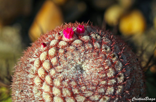 Coroa de frade - Melocactus bahiensis