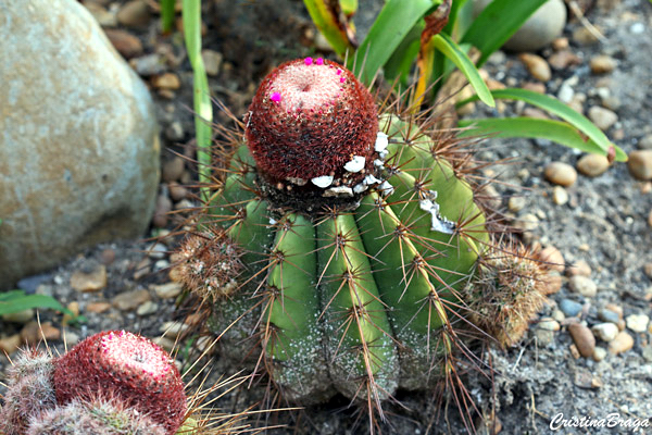 Coroa de frade - Melocactus bahiensis