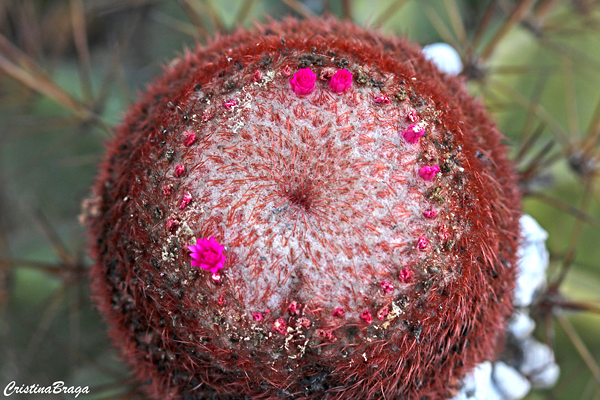 Coroa de frade - Melocactus bahiensis - Flores e Folhagens