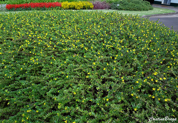 Cuphea llavea Mellow Yellow