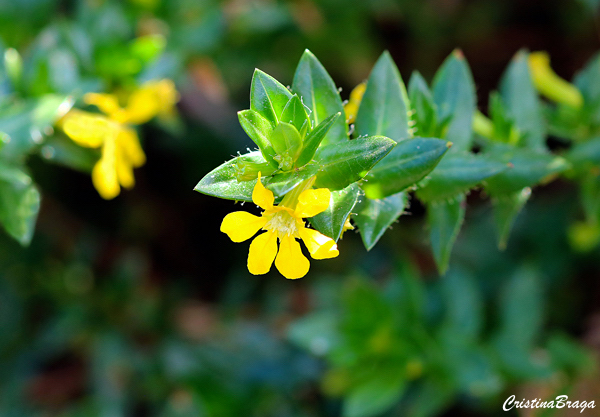 Cuphea llavea Mellow Yellow