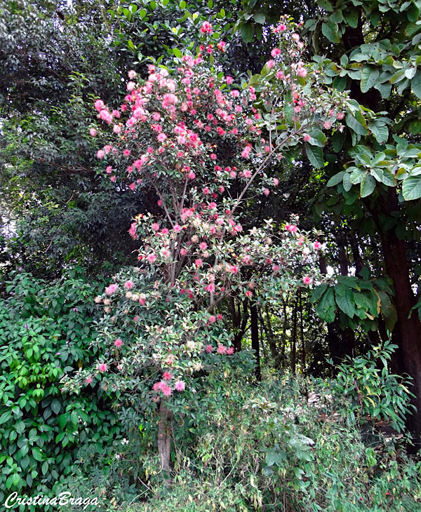 Estifia vermelha - Stifftia grazielae