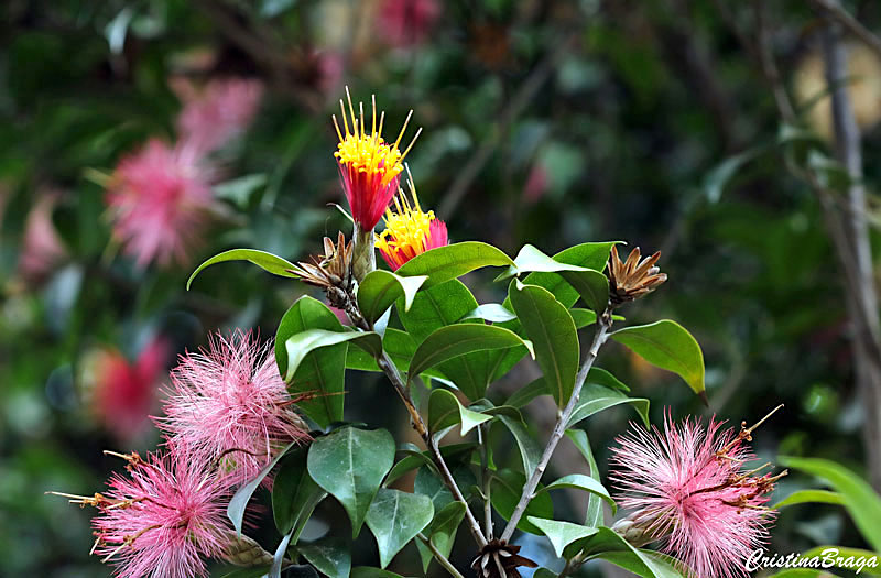 Estifia vermelha - Stifftia grazielae