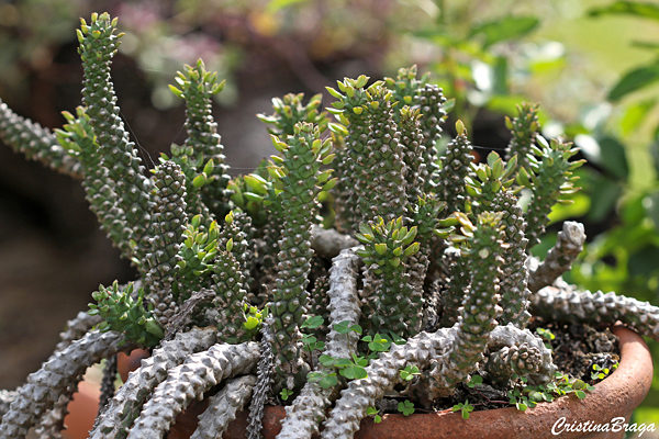 Euphorbia guentheri